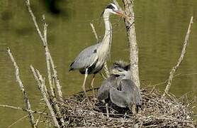 Grey Heron