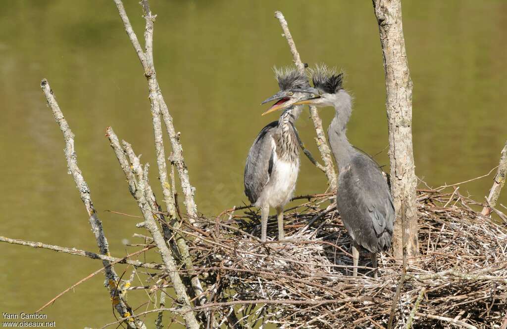 Grey HeronPoussin, identification