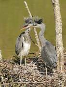 Grey Heron