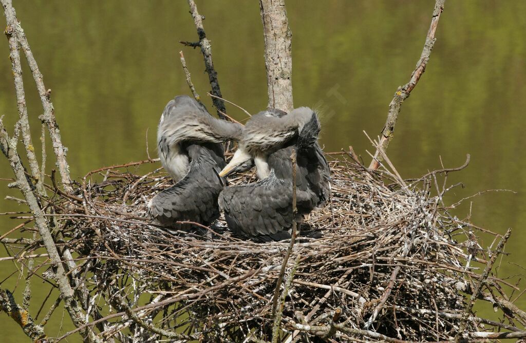 Grey Heronjuvenile