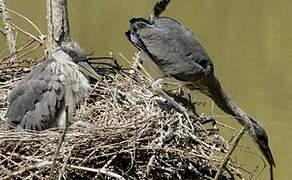 Grey Heron