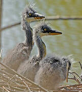 Grey Heron