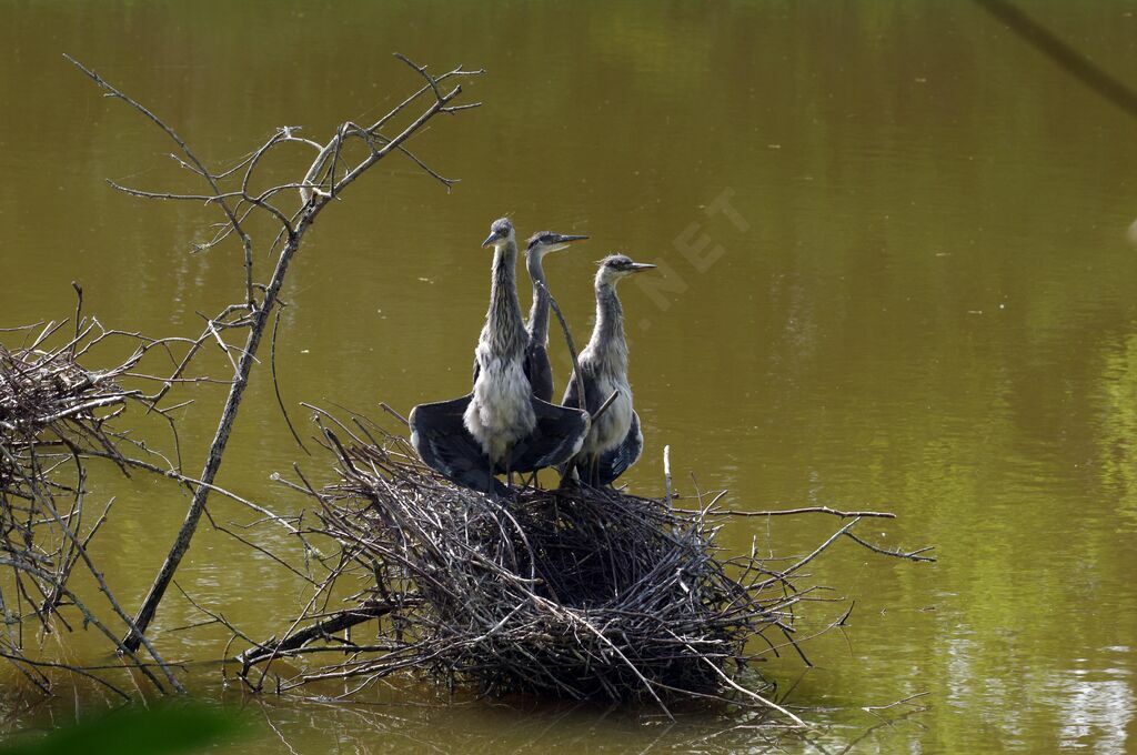 Grey Heron