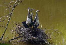 Grey Heron