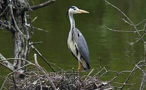 Grey Heron