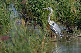 Grey Heron