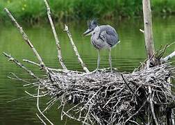 Grey Heron