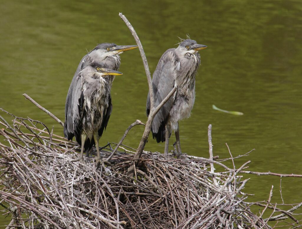 Grey Heronjuvenile