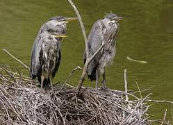 Grey Heron