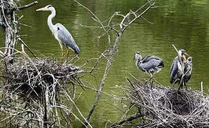 Grey Heron