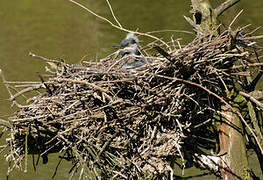 Grey Heron