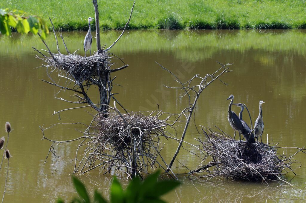 Grey Heron