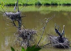 Grey Heron