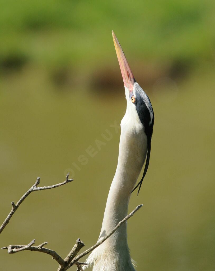 Grey Heronadult breeding