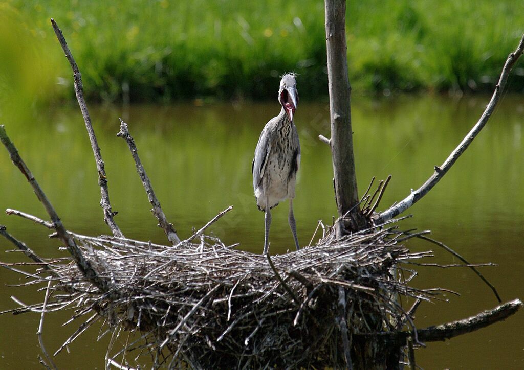 Grey Heronjuvenile