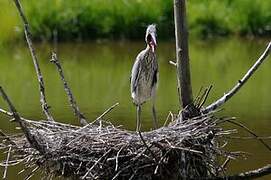 Grey Heron