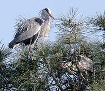 Grey Heron