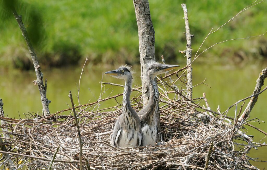 Grey Heron