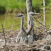 Grey Heron