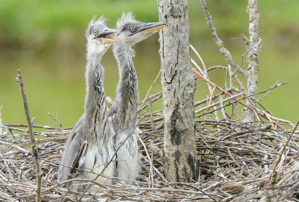 Grey Heron