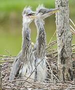 Grey Heron