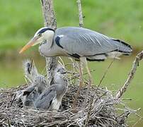 Grey Heron