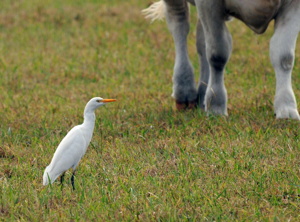 Western Cattle Egret