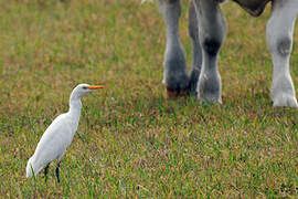 Western Cattle Egret