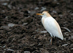 Western Cattle Egret