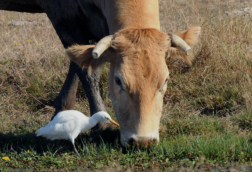 Western Cattle Egret