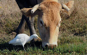 Western Cattle Egret