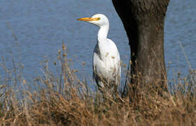 Western Cattle Egret