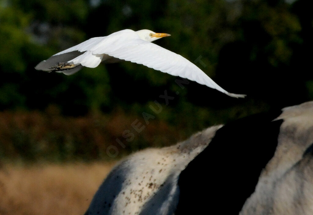 Western Cattle Egret