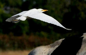 Western Cattle Egret