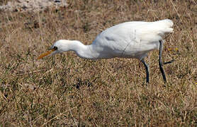 Western Cattle Egret