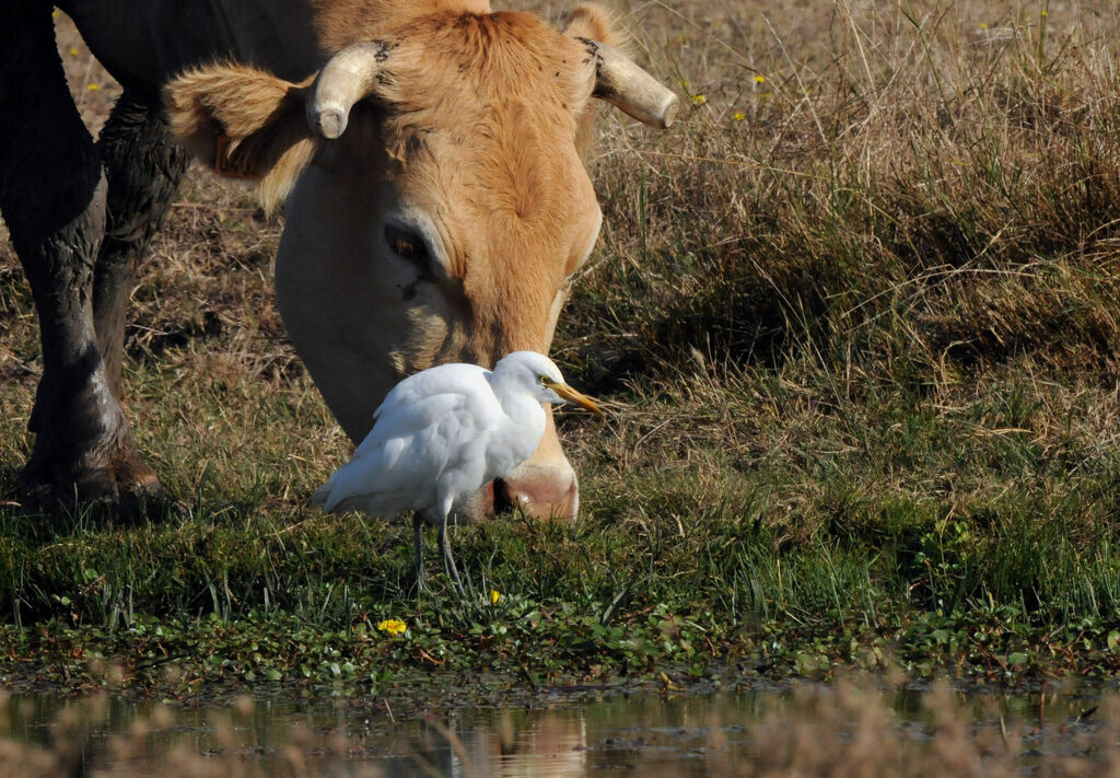 Western Cattle Egret