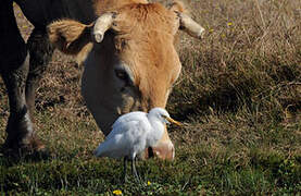 Western Cattle Egret