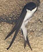 Western House Martin