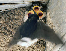 Western House Martin