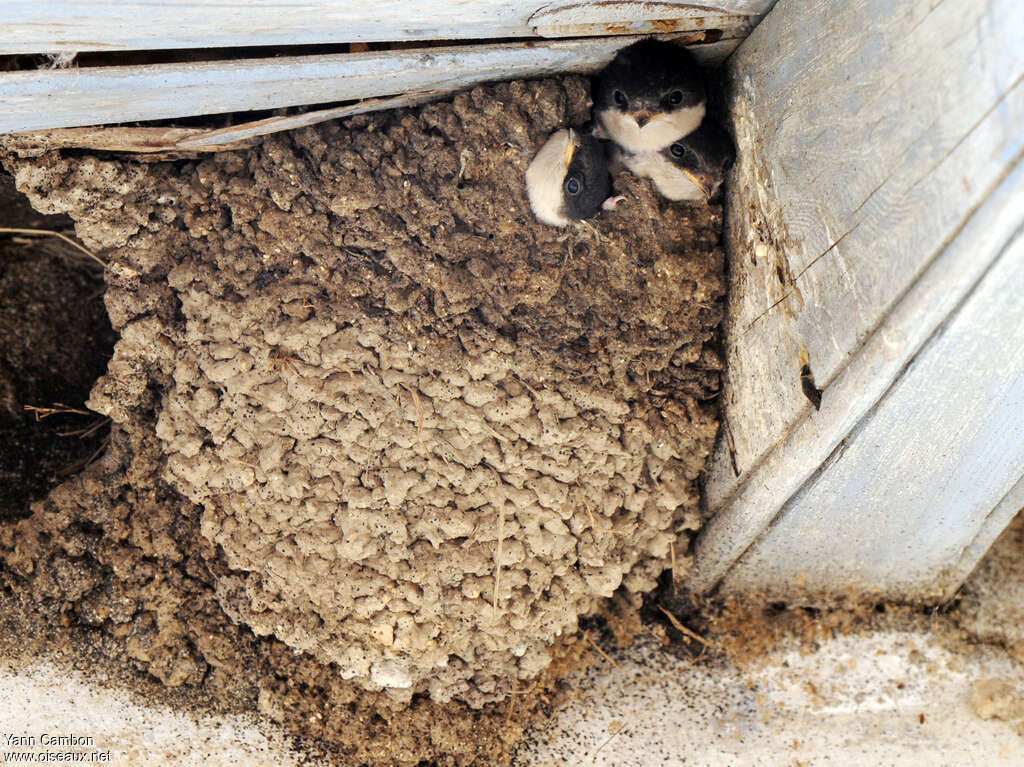 Common House Martin, Reproduction-nesting