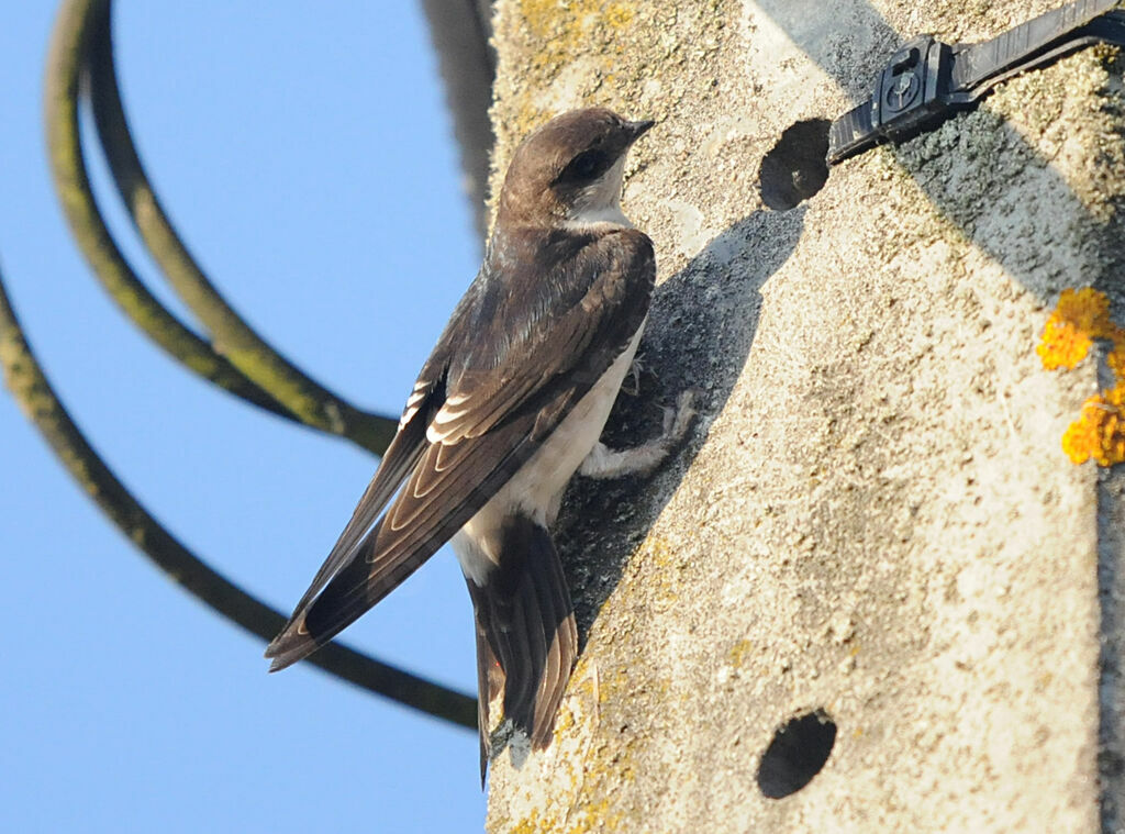 Western House Martin