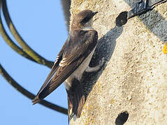 Western House Martin