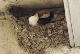 Western House Martin