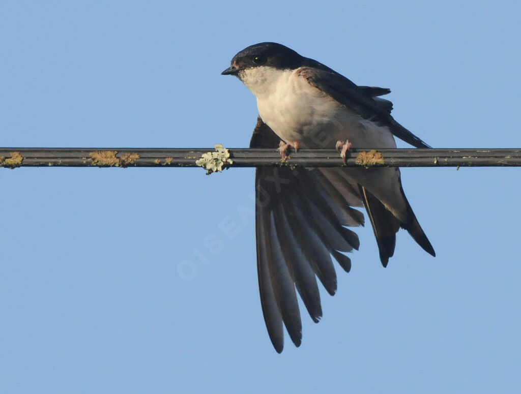 Common House Martin