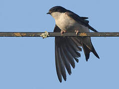 Western House Martin