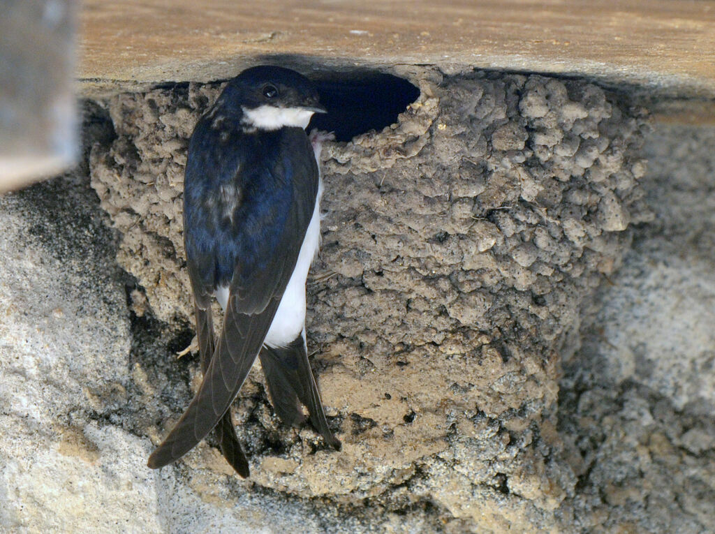 Western House Martin