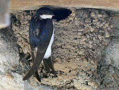 Common House Martin