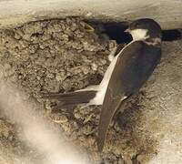 Western House Martin