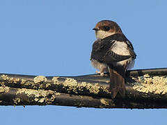 Western House Martin