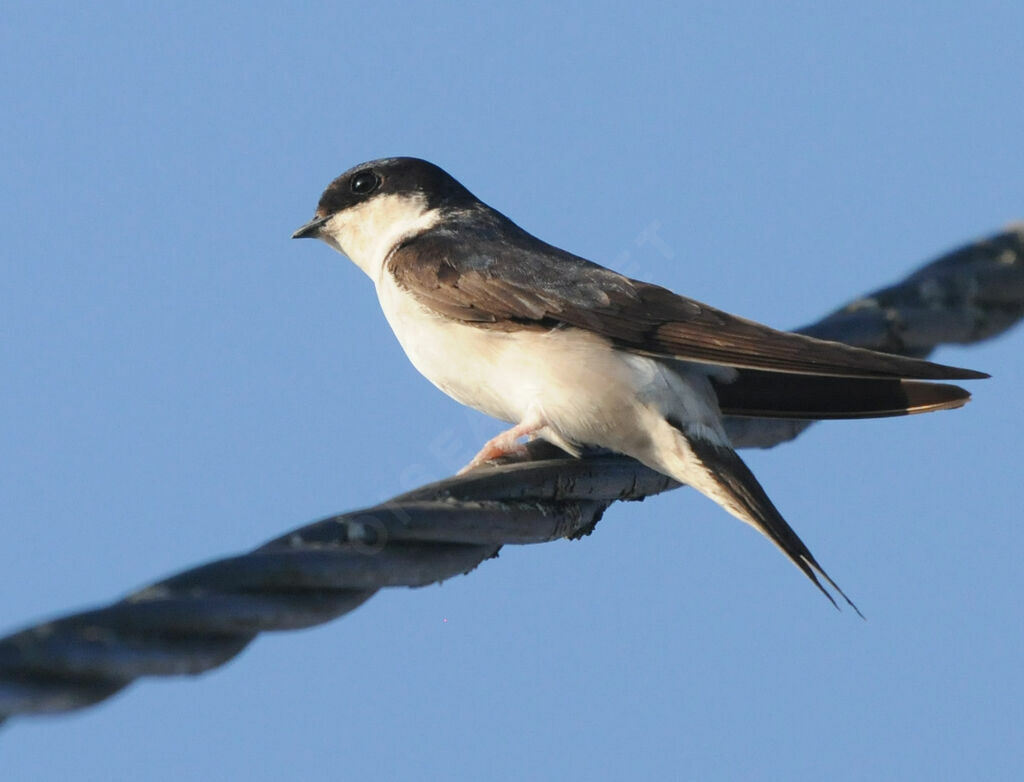 Common House Martin